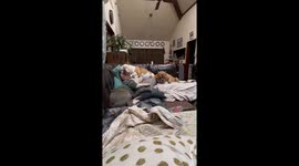 Whisker-whimsy: Hilarious high jinks unfold as hefty furball takes nap on owner's face
