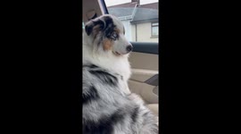 Dog Doesn't Like Being Touched on the Face