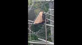 Snuggly orangutan duo cozies up at San Diego Zoo