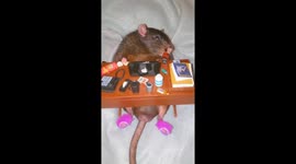 Rat in the cubicle: Pet rat starts