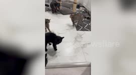 Cats vs Dogs Compilation