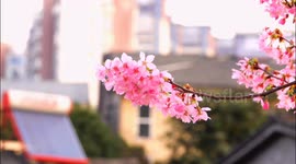 Cherry Blossoms Bloom in a Green Belt on A Street in Yichang, China