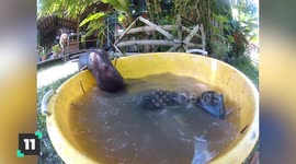 Cute Animal Siblings
