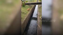 Heartwarming Puppy Rescues