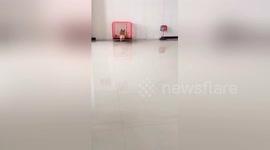 Funny Guilty Dogs