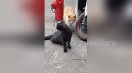 Sneaky Animal Moments