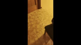 Dog Sees Snow For the First Time