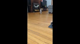 Grumpy Stompy Kitten