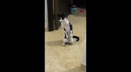 Curious kitten stands tall on hind legs at every noise in Colombia