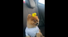 Adorable Puppy Rides With Toy Duckling On Its Head