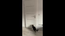 Cat Learns How to Open Door