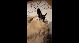 Golden retriever and baby goat share unexpected yet unbreakable bond