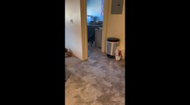 Resourceful feline fashions a cozy cover with yogurt packaging