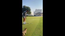 Feline friend steals the spotlight at Dubai's Els Golf Club