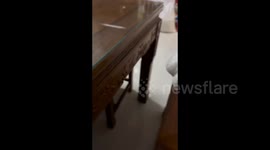 Dog Gnashing Its Teeth When Denied Meat in Fujian, China