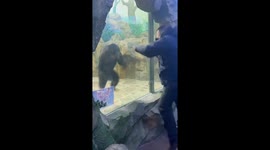 Unlikely dance-off: man and chimpanzee moves at Chinese zoo