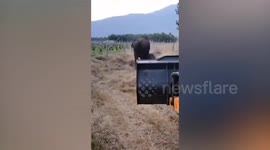 Mother elephant raises trunk to thank forest rangers who rescued her baby in India