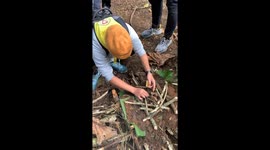 Hikers cook Filipino dish while hiking on muddy mountain