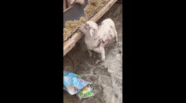 Adorable lamb with bow legs walks like a crab