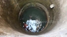 Cow rescued after it fell into deep well in central India