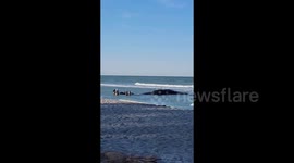 US: Sperm Whale Dies After Beached Off Florida Coast 2