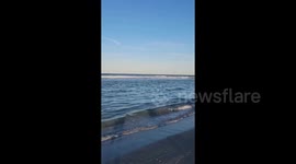 US: Sperm Whale Dies After Beached Off Florida Coast