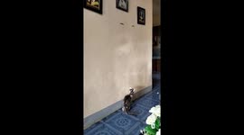 Woman tricks her cat with fake lizards stuck to wall