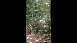 Tourist fears for their life as jaguar lashes out at them in Peru