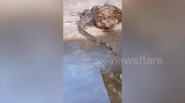 Rescuers help free monitor lizard with large python wrapped around body
