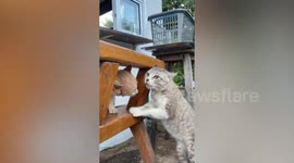 Pet cats communicate with each other using meows