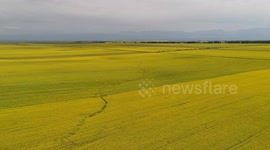 A Rape Flower Field in Zhaosu,China