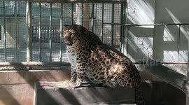 Chubby leopard at zoo in China sparks concern from visitors