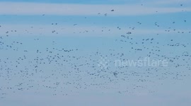 Migratory birds stop over in NE China's Heilongjiang