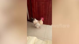 Pet rooster climbs into owner's bed to wake him up at 7am every morning