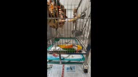 Morning routine: parrot's energetic slide excitement