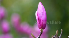Purple Magnolia Blooms at A Park in Yichang, China