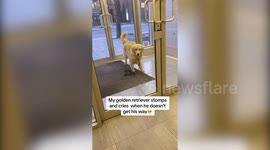 Funny videos shows pooch having temper tantrums when he doesn't get his way
