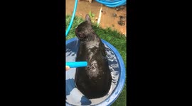 Black cat cools off by being sprayed with hose pipe