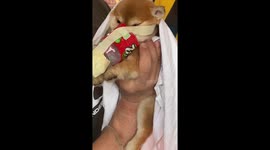 Shiba Inu paralysed from long flight revived by pet handlers