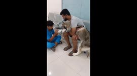 Husky makes hilarious drama during nail trimming at Hyderabad vet
