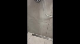 Playful cat vs. shower curtain