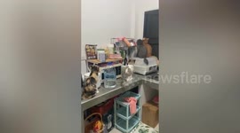 Four cats gather in kitchen corner to stare at spider on ceiling