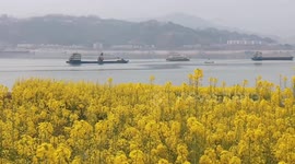 Cargo Ships Sailing on the Yangtze River in Yichang, China