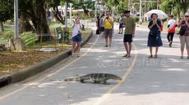 Asian Water Monitor Lizard crosses the road in front of visitors in Bangkok Lumphini Park