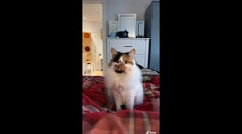 Pounce Mode Activated