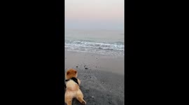Pomeranian Belly Swims On Beach