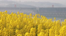 Rapeseed Flower Bloom at Three Gorges Dam in Yichang, China