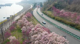 Magnolia blossoms in Yichang, China