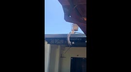 Cagey cat forces fellow feline to collapse from rooftop