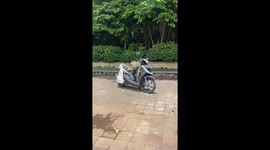 Monkey Caught Destroying Moped Seat